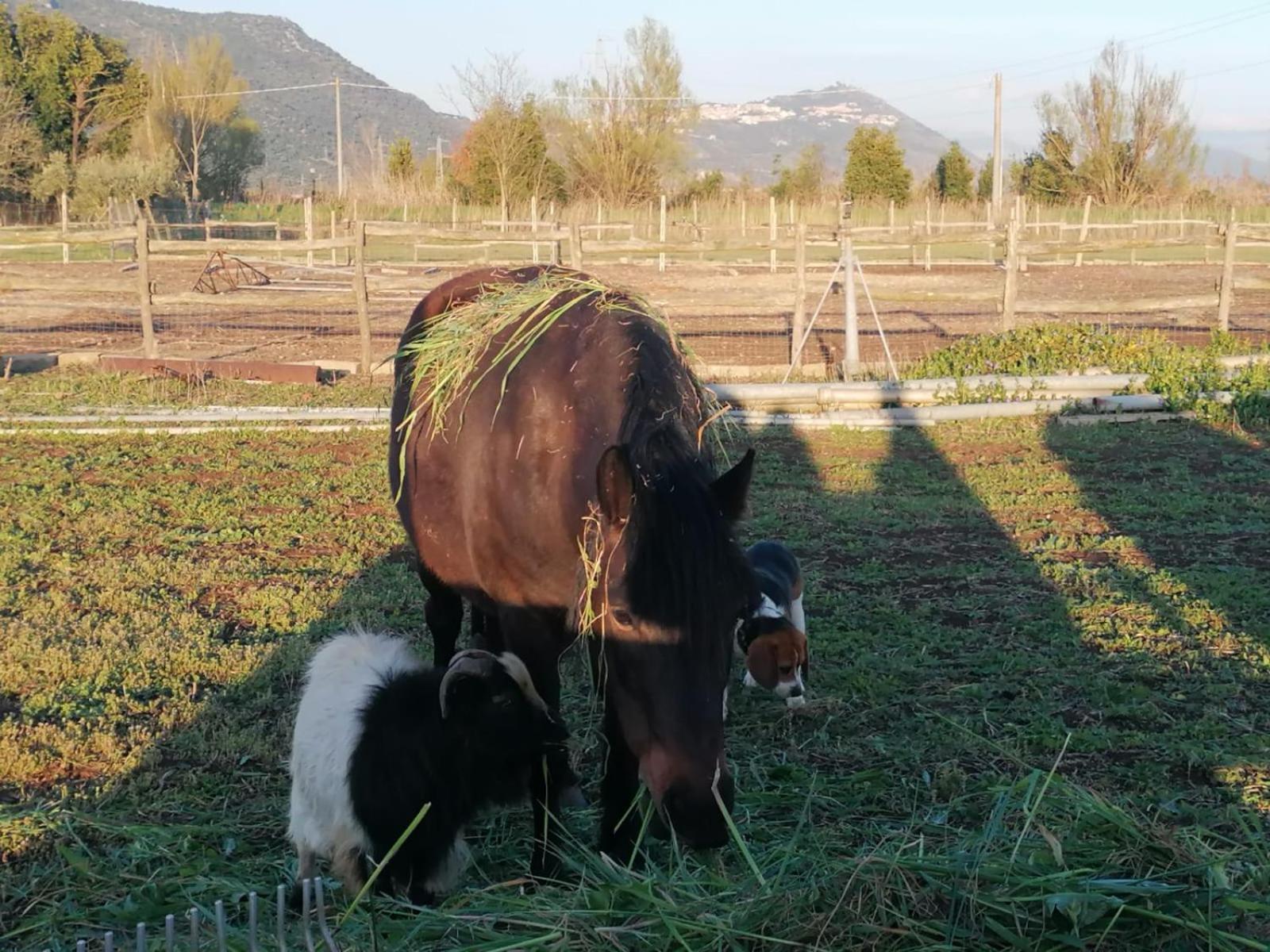Casale Cavatella Bed & Breakfast Sermoneta Exterior foto