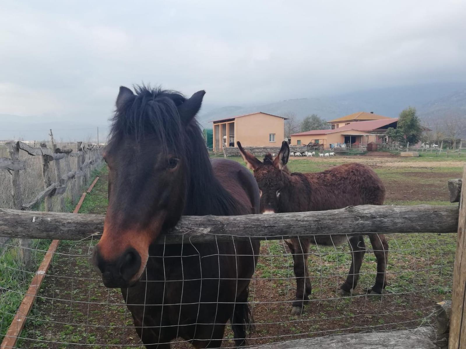 Casale Cavatella Bed & Breakfast Sermoneta Exterior foto